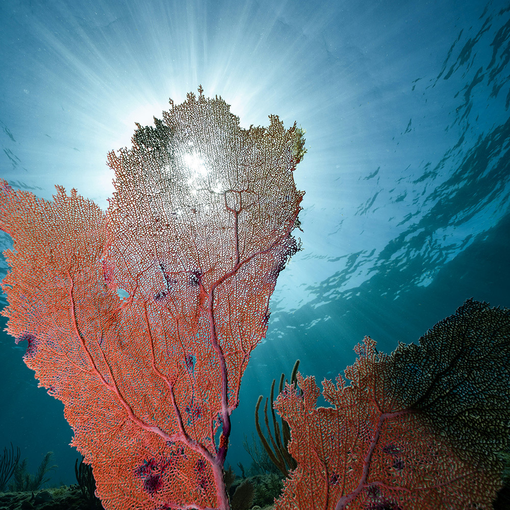 Evolutionary Organisations